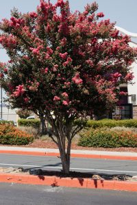 crepe myrtle pruning